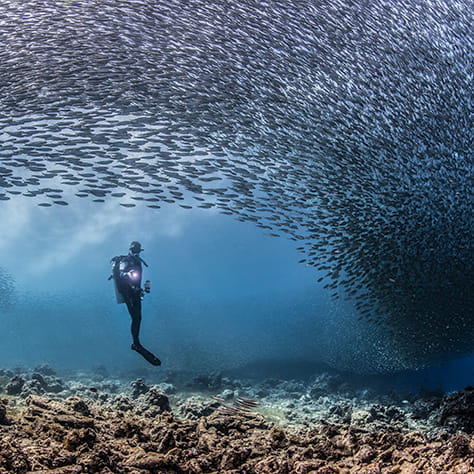 الانتقال إلى الكويت | المدرسة البريطانية بالكويت - Small Text And Image 3